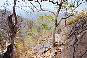 Dry tree on cliff or mountain with blue sky at Op Luang National Park, Hot, Chiang Mai, Thailand. Hot weather and arid.