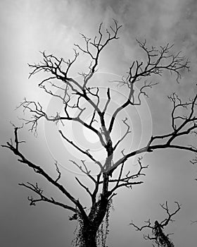 Dry tree and cloudy