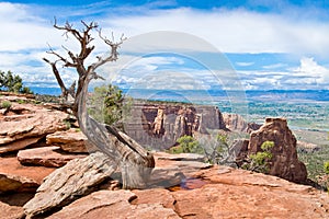 Dry Tree in Colorado National Monument