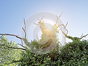 Dry tree covered with ivy. A dried tree overgrown with green vegetation with sun backlight against the sky. Bottom view