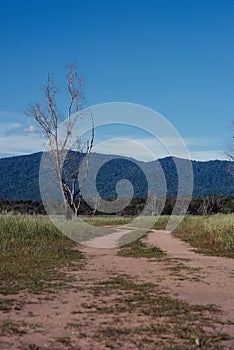 Dry tree dead in national park