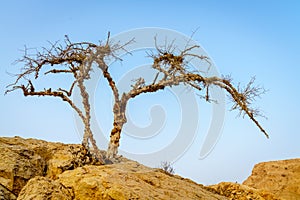Dry tree in a desert