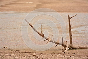 Dry tree in the desert photo