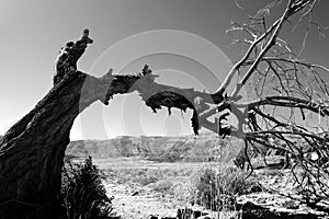 Dry tree in the desert.