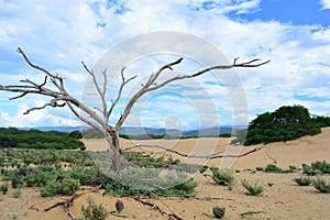 Dry tree at the Desert of Medanos de Coro, Venezuela