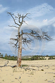 Dry tree in the desert