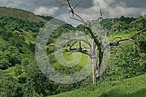 Dry tree on farm in the background, vegetation and mountains around, in rural region.