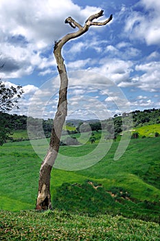 Dry tree on farm in the background, vegetation and mountains around, in rural region.