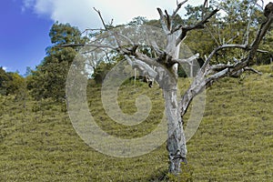 Dry tree on farm in the background, vegetation and mountains around, in rural region.