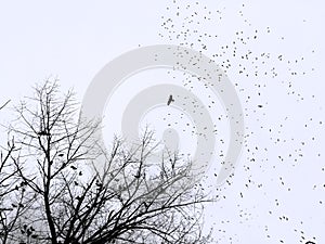 dry tree and flock of black birds in the overcast sky, bw photo