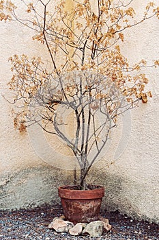 Dry tree in flower pot