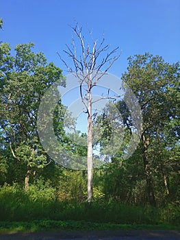 Dry tree in forest. Blue sky. Road. Summer sunny day.