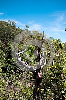 Dry tree in forest in the Brazilian cerrado photo