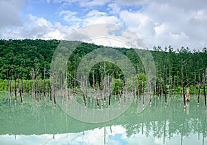 Dry tree and forest at Shirogane Blue Pond in Biei, Hokkaido