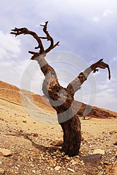 Dry tree of the freakish form