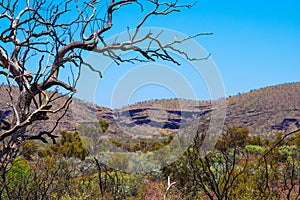 Dry tree in front of bush landscape and hills at Karijini National Park close to Dales Gorge