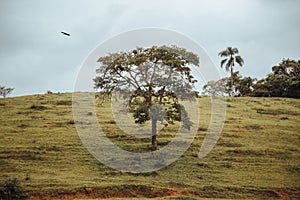Dry tree growing in the middle of a green field in the countryside
