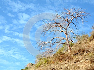 Dry tree on the hill of Ratangarh Kheri in Madhya Pradesh, India