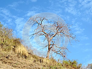 Dry tree on the hill of Ratangarh Kheri in Madhya Pradesh, India