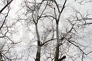 dry tree isolated on cloudy sky background.  without leaves.