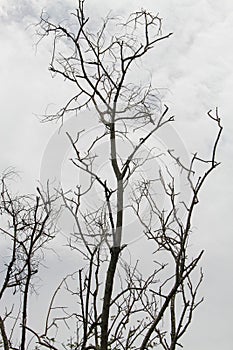 dry tree isolated on cloudy sky background.  without leaves.