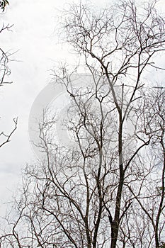 dry tree isolated on cloudy sky background.  without leaves.