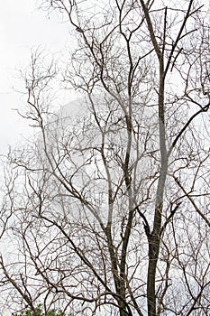 dry tree isolated on cloudy sky background.  without leaves.