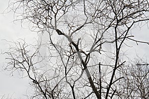 dry tree isolated on cloudy sky background.  without leaves.