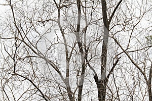 dry tree isolated on cloudy sky background.  without leaves.