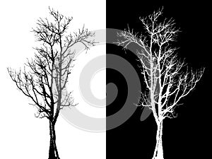 Dry tree isolated vector