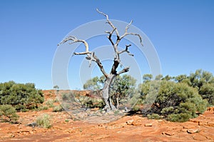 Dry tree in Kings canyon (Australia)