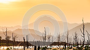 Dry tree with lake and mountain in sunset