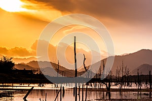 Dry tree with lake and mountain in sunset