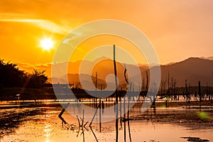 Dry tree with lake and mountain in sunset