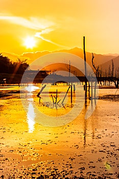 Dry tree with lake and mountain in sunset