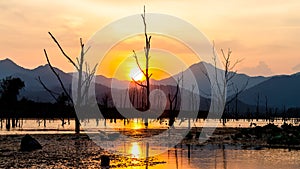 Dry tree with lake and mountain in sunset