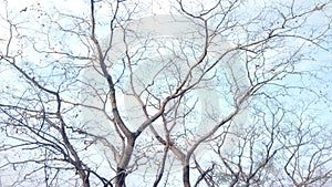 Dry Tree with light blue sky.