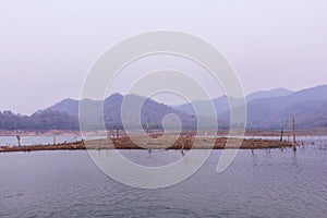 Dry tree in Mawngad Dam, Chiangmai Thailand