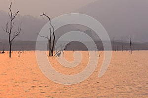 Dry tree in Mawngad Dam, Chiangmai Thailand, lanscape