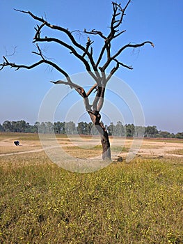 Dry tree in meadow