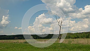 Dry tree on meadow near Kruchik, Ukraine