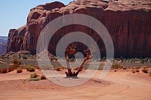 The dry tree of Monument Valley, Utah, USA