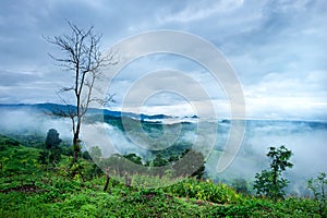 Dry tree on mountain