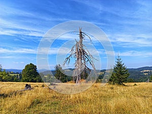 A dry tree on a mountain. Landscape mountain. Nature landscape.
