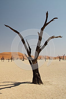 Sfondo del desktop. un albero deserto 