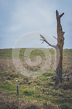 dry tree near the road in the autumn cloudy day