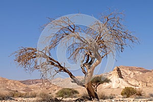 Dry tree in Negev desert.