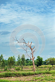 A dry tree with no leaves