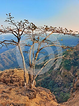 Dry tree with no leaves on cliff top of Mahabelshwar photo