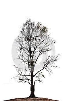 Dry tree object isolated on white